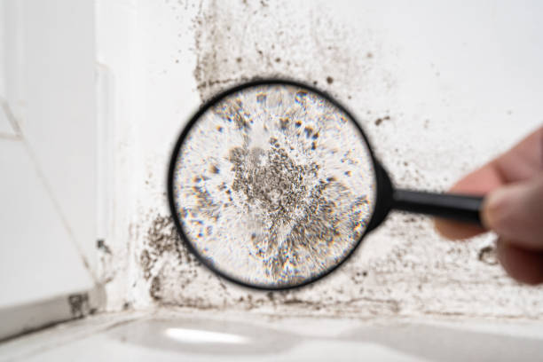 Best Forensic Mold Investigation  in Listoga, CA